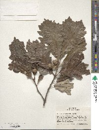 Quercus bicolor image