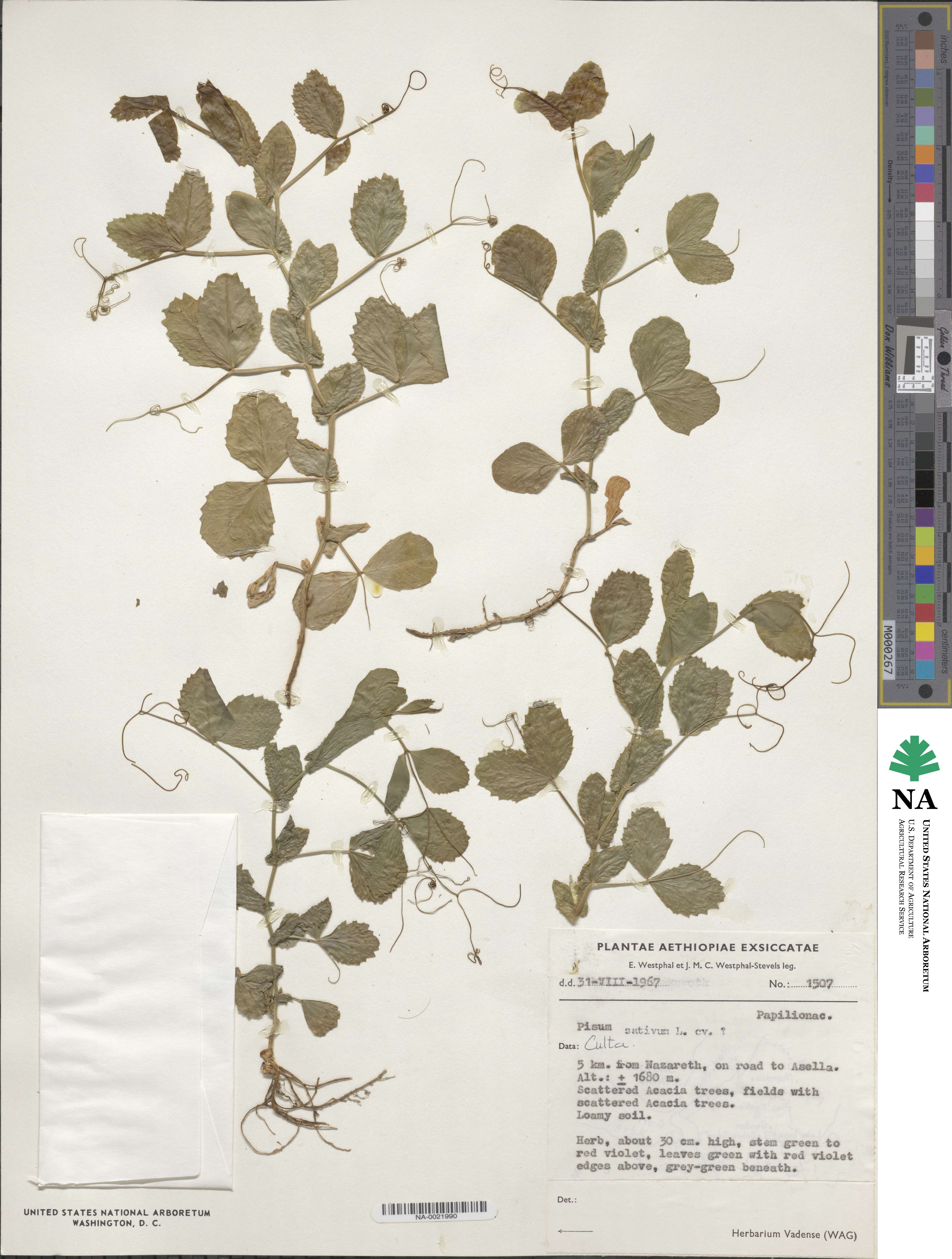 Lathyrus oleraceus image