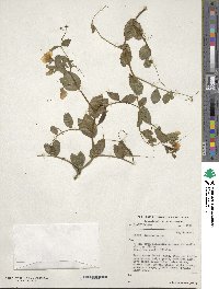 Lathyrus oleraceus image