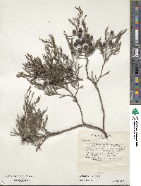 Juniperus flaccida image