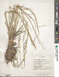 Image of Festuca arundinacea