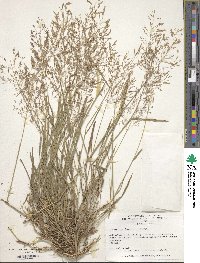 Agrostis capillaris image