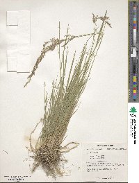 Image of Agrostis canina