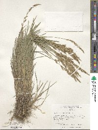 Agrostis stolonifera image