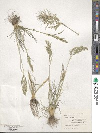 Poa bulbosa image