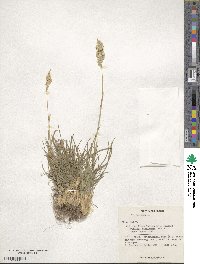 Poa bulbosa image