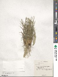 Poa bulbosa image