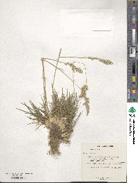 Poa bulbosa image