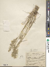 Poa bulbosa image