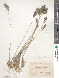 Poa bulbosa image