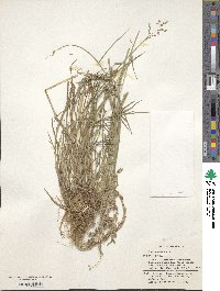 Poa compressa image