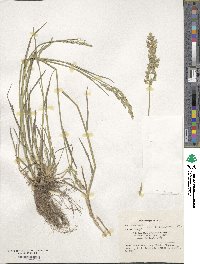 Poa compressa image