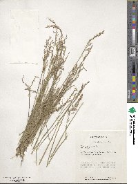 Poa compressa image