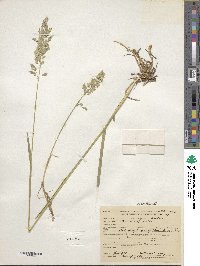 Poa compressa image