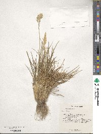 Poa bulbosa image