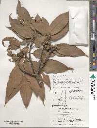 Quercus acuta image