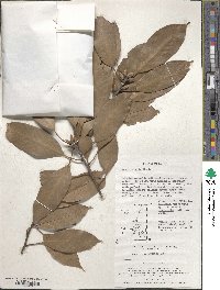 Quercus acuta image