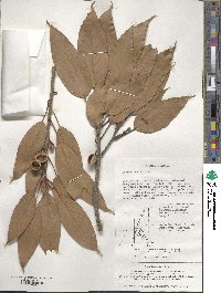 Quercus acuta image