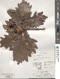 Quercus dentata image