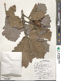 Quercus dentata image