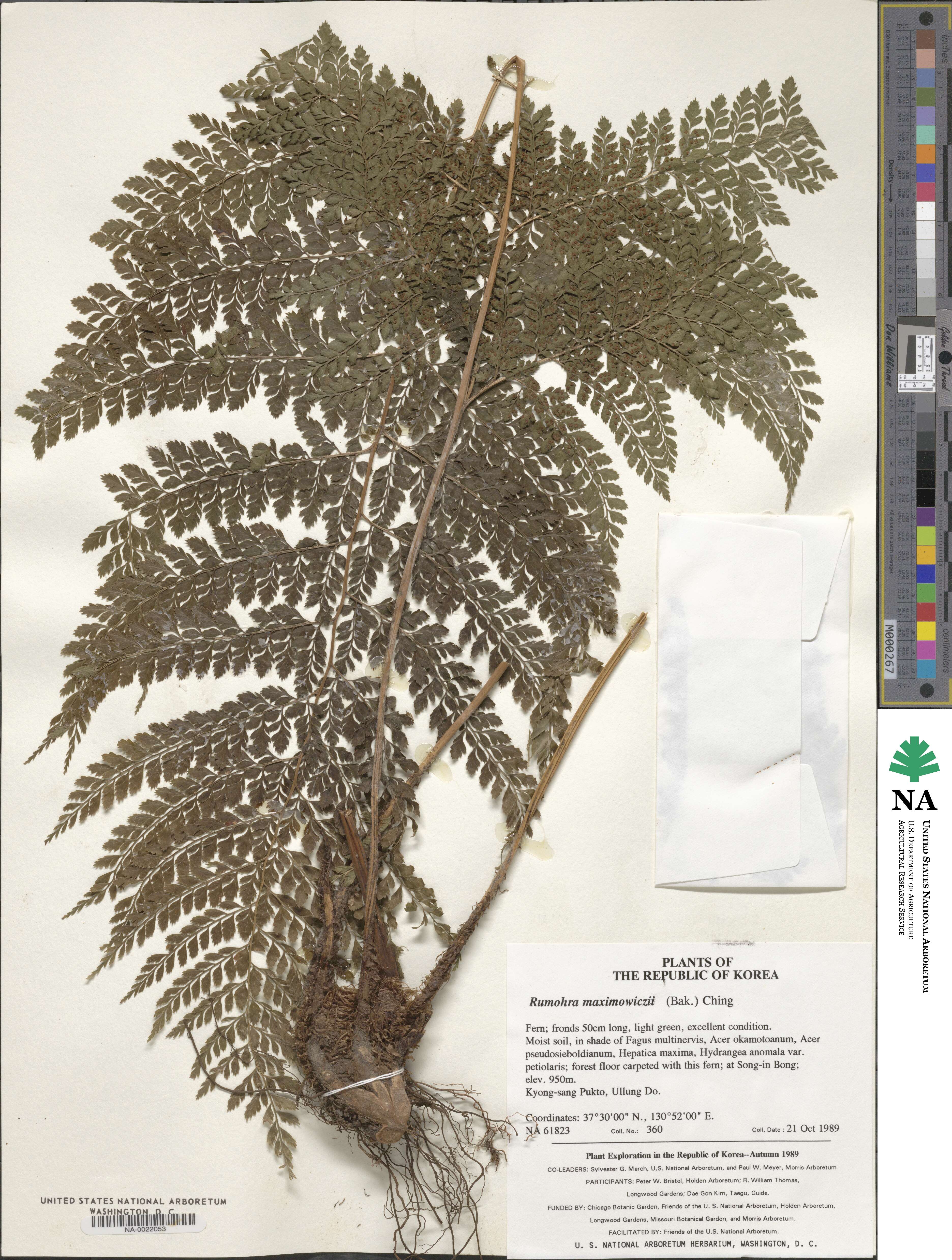 Dryopteris maximowiczii image