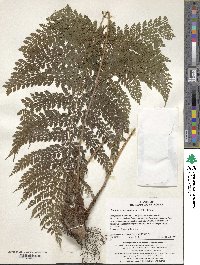 Dryopteris maximowiczii image