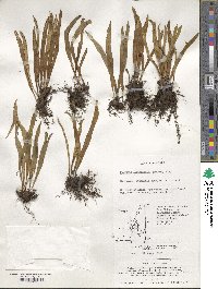 Pyrrosia linearifolia image