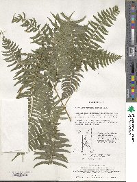 Polystichum tripteron image