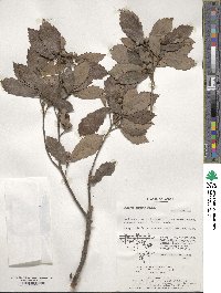 Quercus serrata image