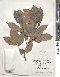 Quercus serrata image