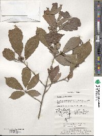 Quercus serrata image