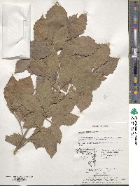 Quercus serrata image