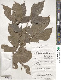 Quercus serrata image