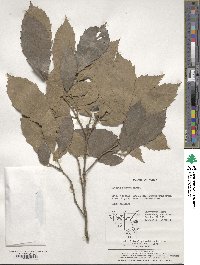 Quercus serrata image