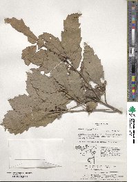 Quercus serrata image