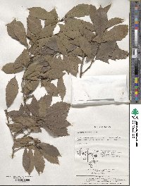 Quercus serrata image