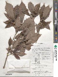 Quercus serrata image