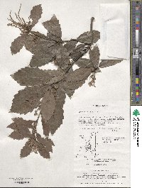 Quercus serrata image