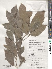 Quercus serrata image