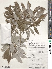 Quercus salicina image