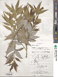 Quercus salicina image