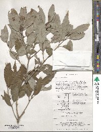 Quercus salicina image