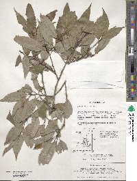 Quercus salicina image