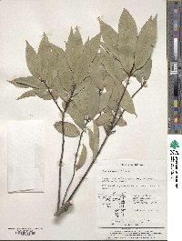 Quercus myrsinifolia image