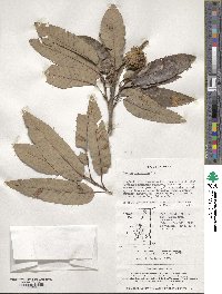 Quercus variabilis image