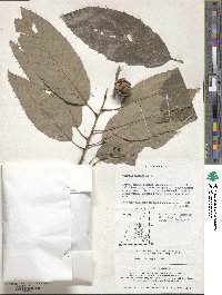 Quercus variabilis image