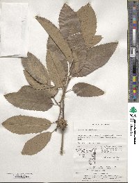 Quercus variabilis image