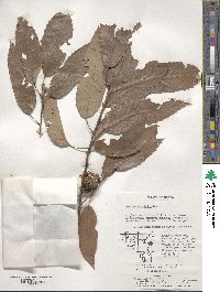 Quercus variabilis image