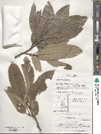 Quercus variabilis image