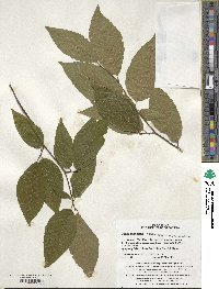 Image of Fagus multinervis